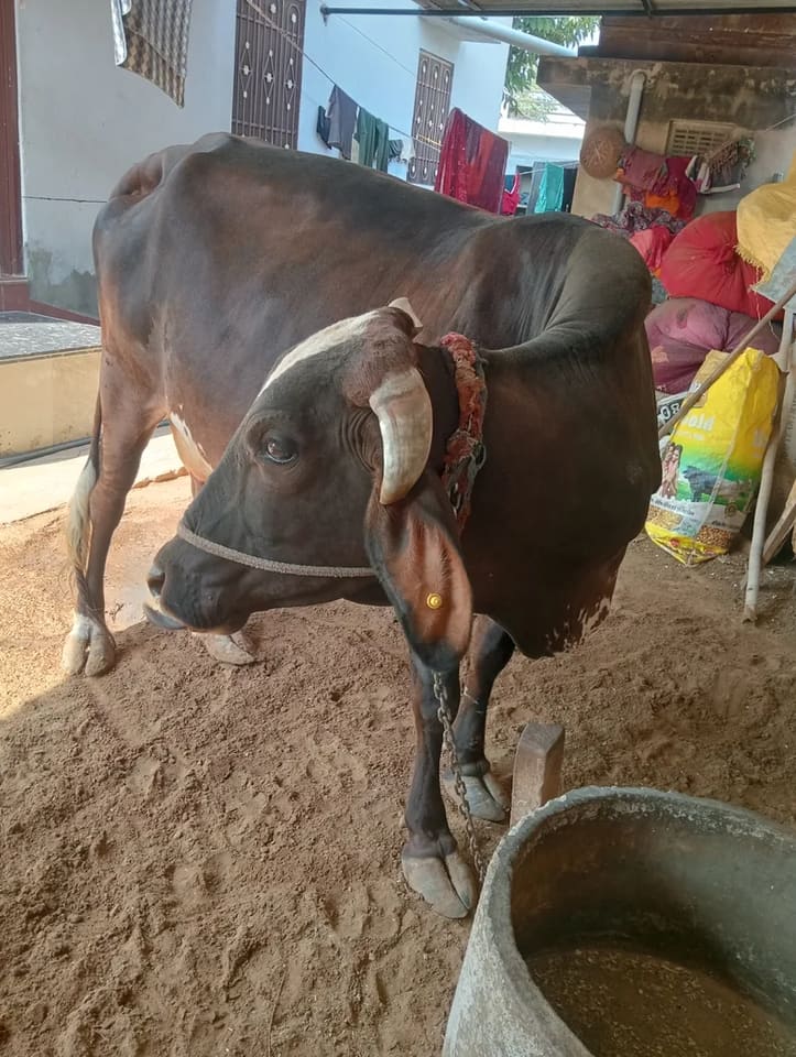 Gir Cow G2192 in  RAJASTHAN
