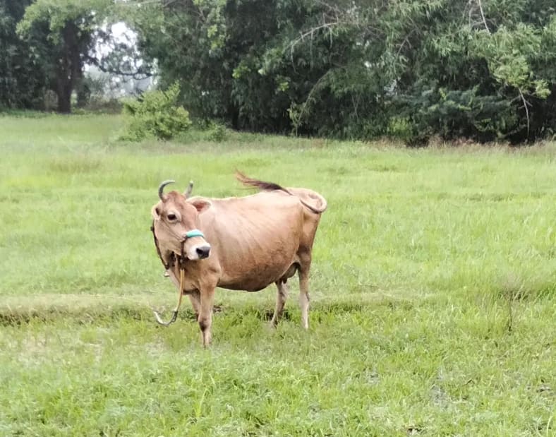 Jersey Cow J1528 in  UTTAR PRADESH