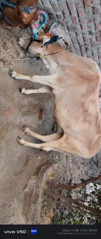 Jersey Heifer Cow J1249, District:  DHAR, State:  MADHYA PRADESH