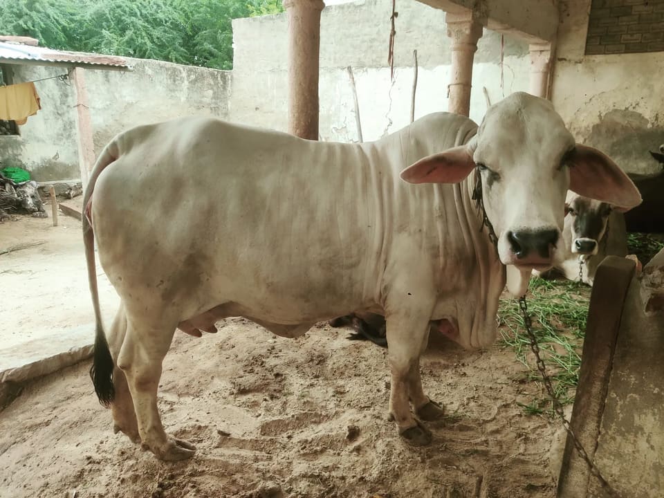 Tharparkar Cow in RAJASTHAN