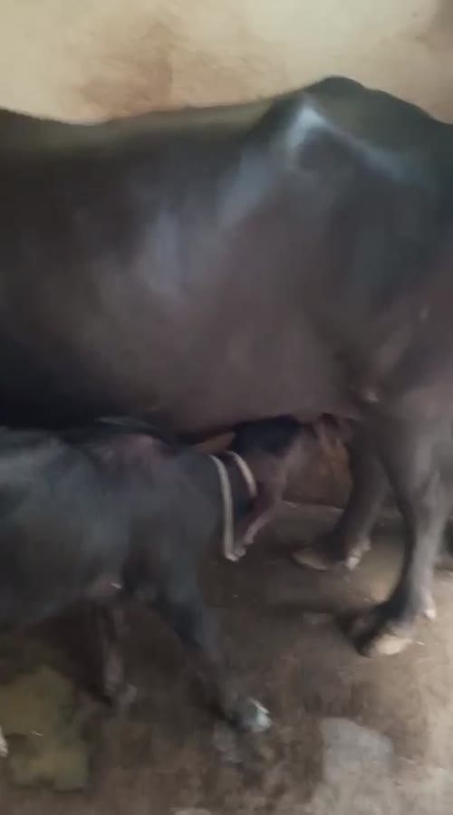 Murrah Heifer Buffalo M4635 in  UTTAR PRADESH
