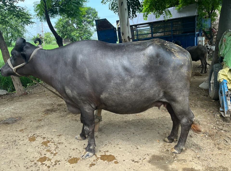 Murrah Buffalo M4582 in  HARYANA