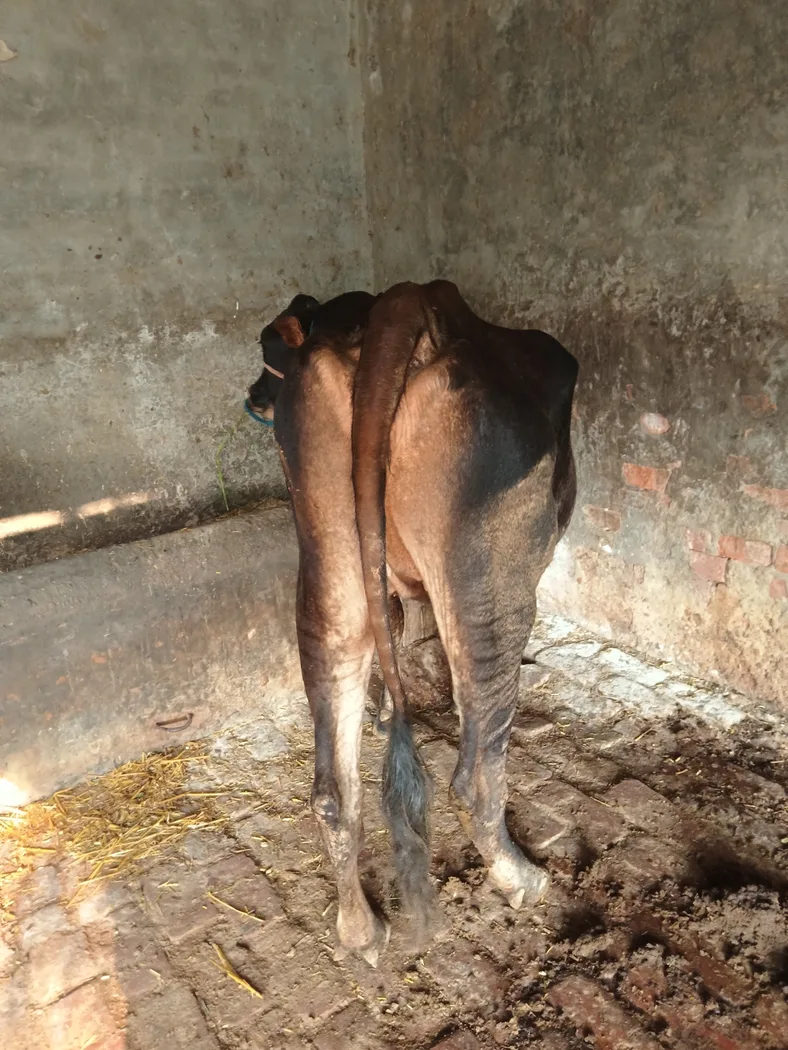 Others Cow in  PUNJAB
