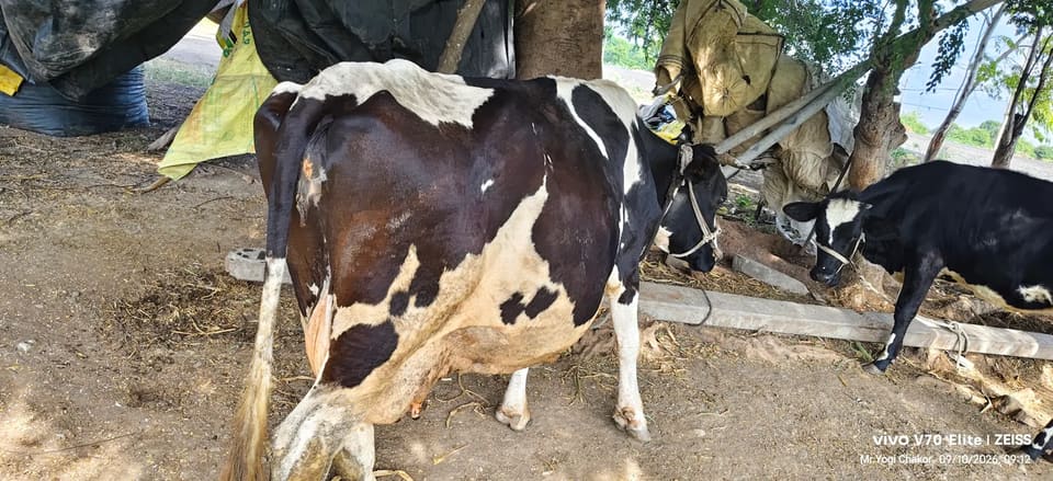 HF Cow in  MAHARASHTRA