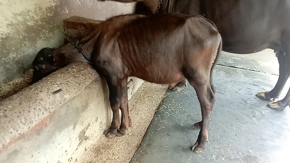Katta Buffalo O0491 in  HARYANA