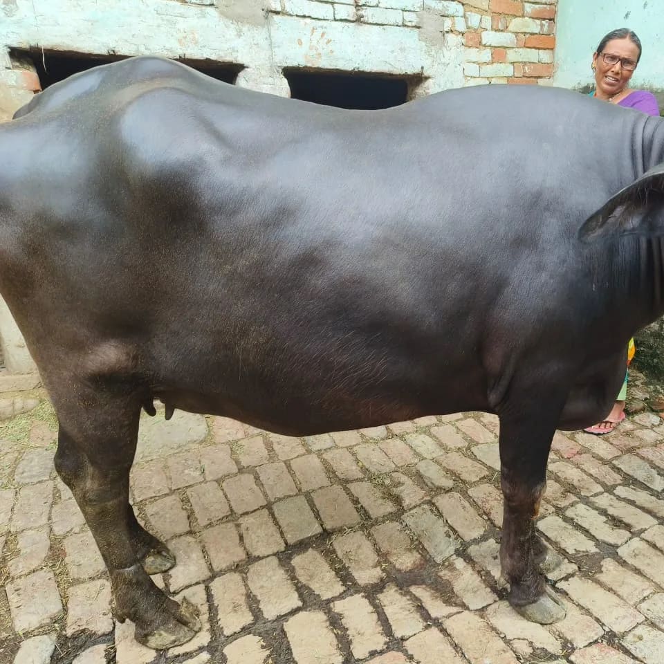 Murrah Buffalo in  UTTAR PRADESH