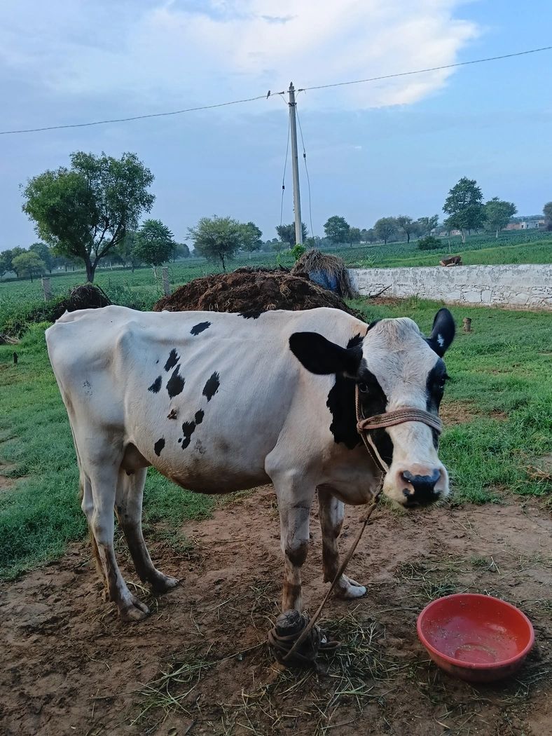 HF Cow H3014 in  RAJASTHAN