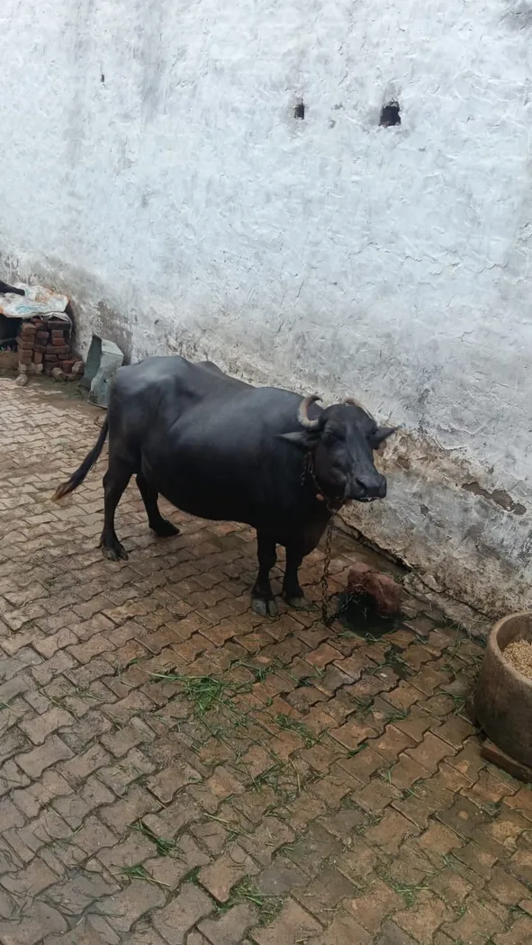 Surti Buffalo in  RAJASTHAN