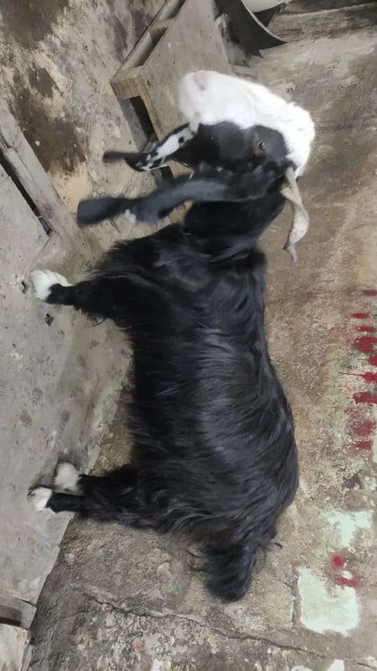 Sojat Goat in  KARNATAKA
