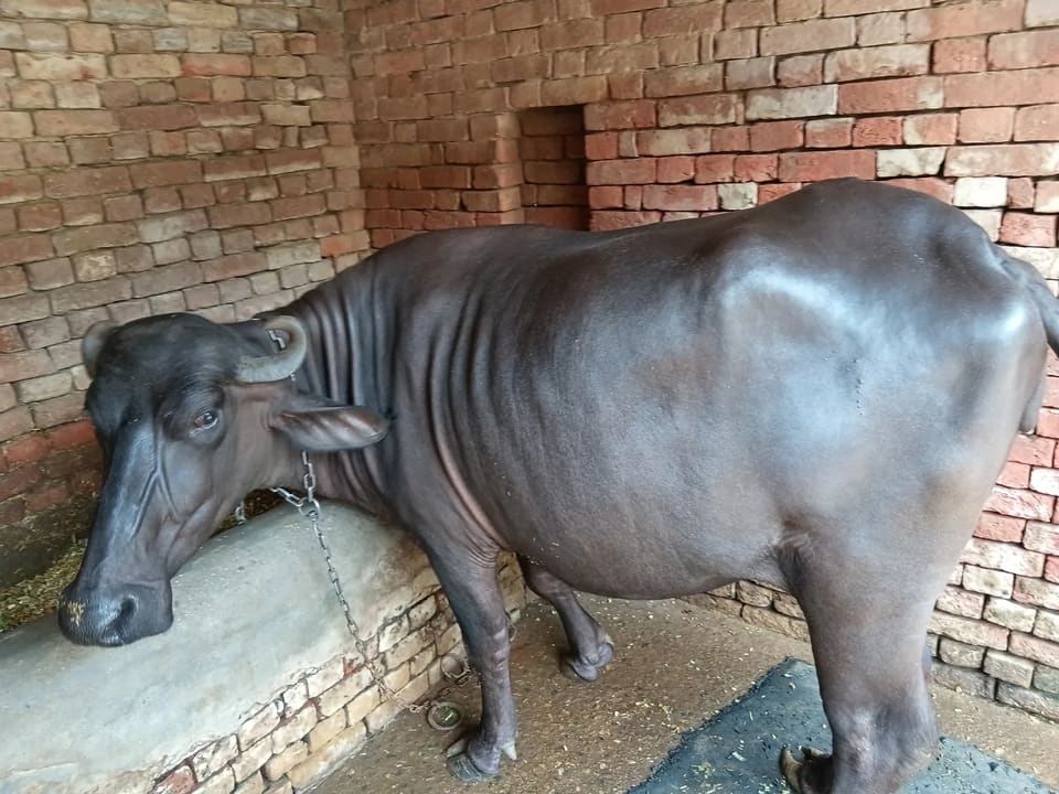 Murrah Buffalo in  UTTAR PRADESH