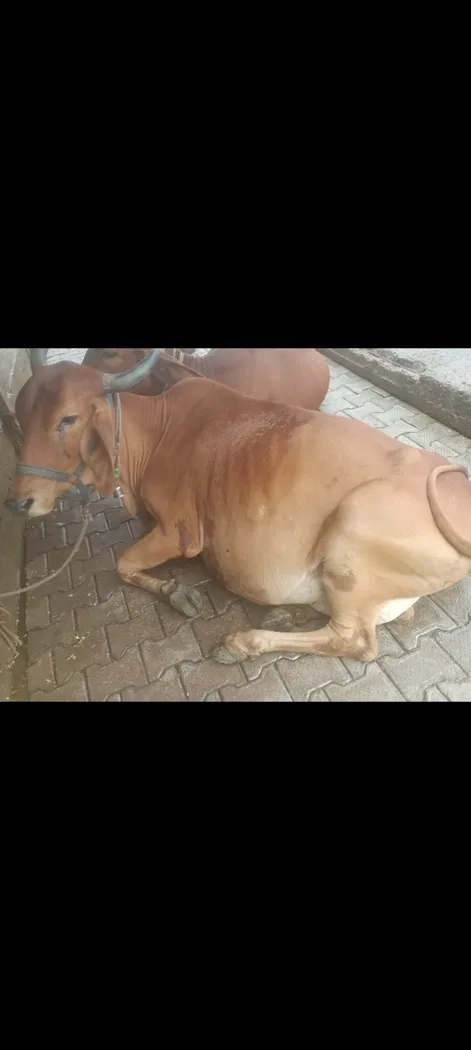 Gir Cow in  UTTAR PRADESH