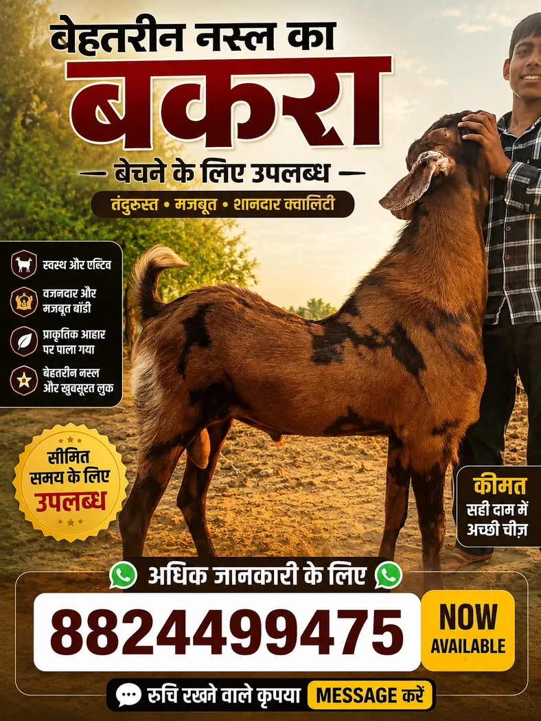 Sirohi Goat in  RAJASTHAN