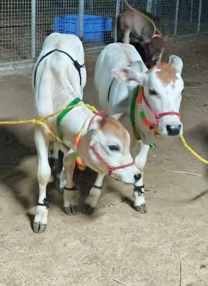 Punganur  Cow in UTTAR PRADESH
