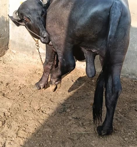 Others Others in  HARYANA
