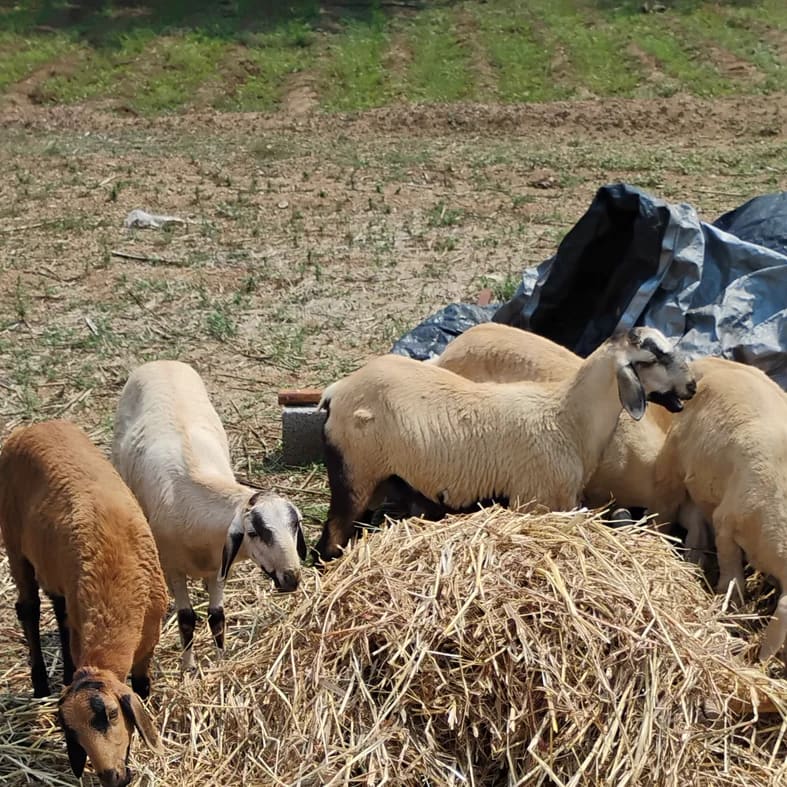 Mecheri Sheep O0109 in  TAMIL NADU