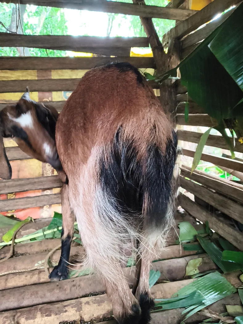 Malabari Goat in  KERALA