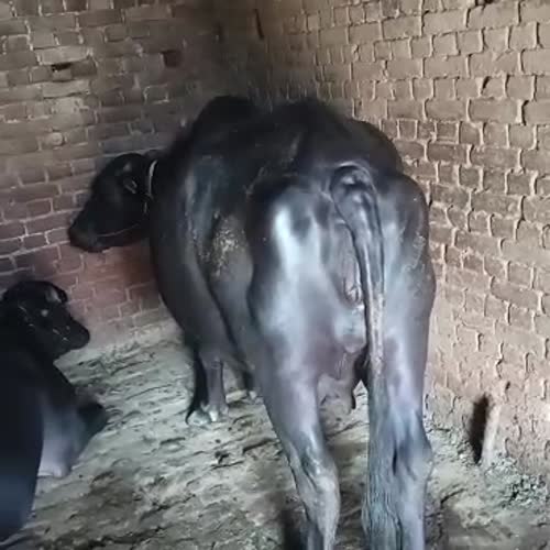 Murrah Buffalo M4757 in  UTTAR PRADESH