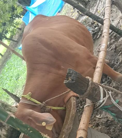 Sahiwal Cow in  BIHAR