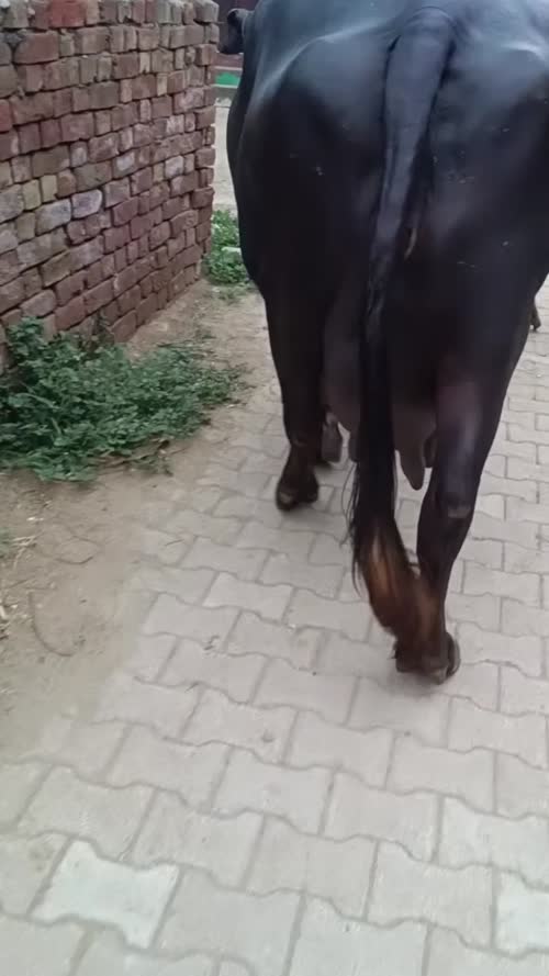 Murrah Buffalo in  HARYANA