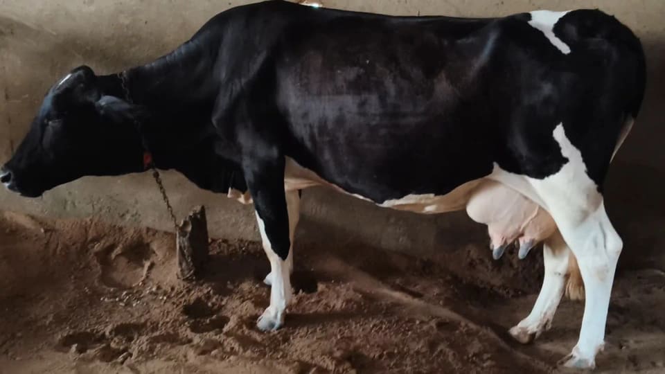 HF Cow in  HARYANA