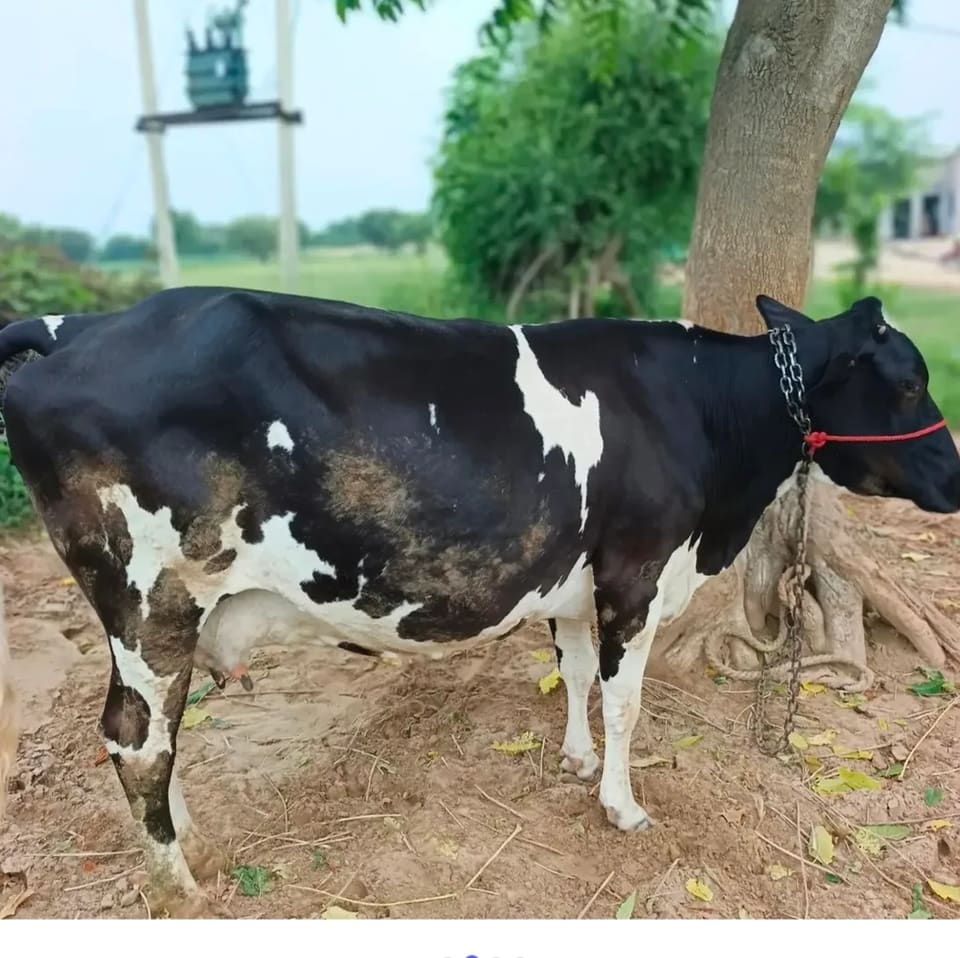 HF Cow in  RAJASTHAN
