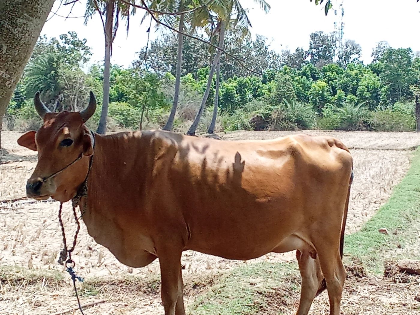 Sindhi Heifer Cow S0240, MilkPerDay: 7Litres, Pregnant: 9 Months, District:  Ranipet, State:  TAMIL NADU