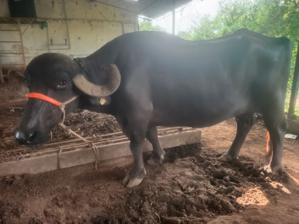 Jafarabadi Buffalo J0433 in  GUJARAT