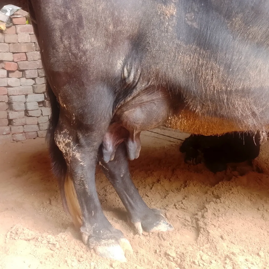 Murrah Buffalo in  RAJASTHAN