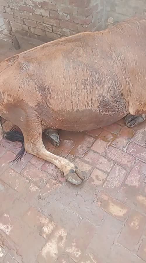 Jersey Cow J1502 in  RAJASTHAN