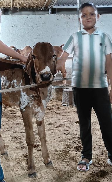 Gir Cow G1852, District:  NAGAUR, State:  RAJASTHAN