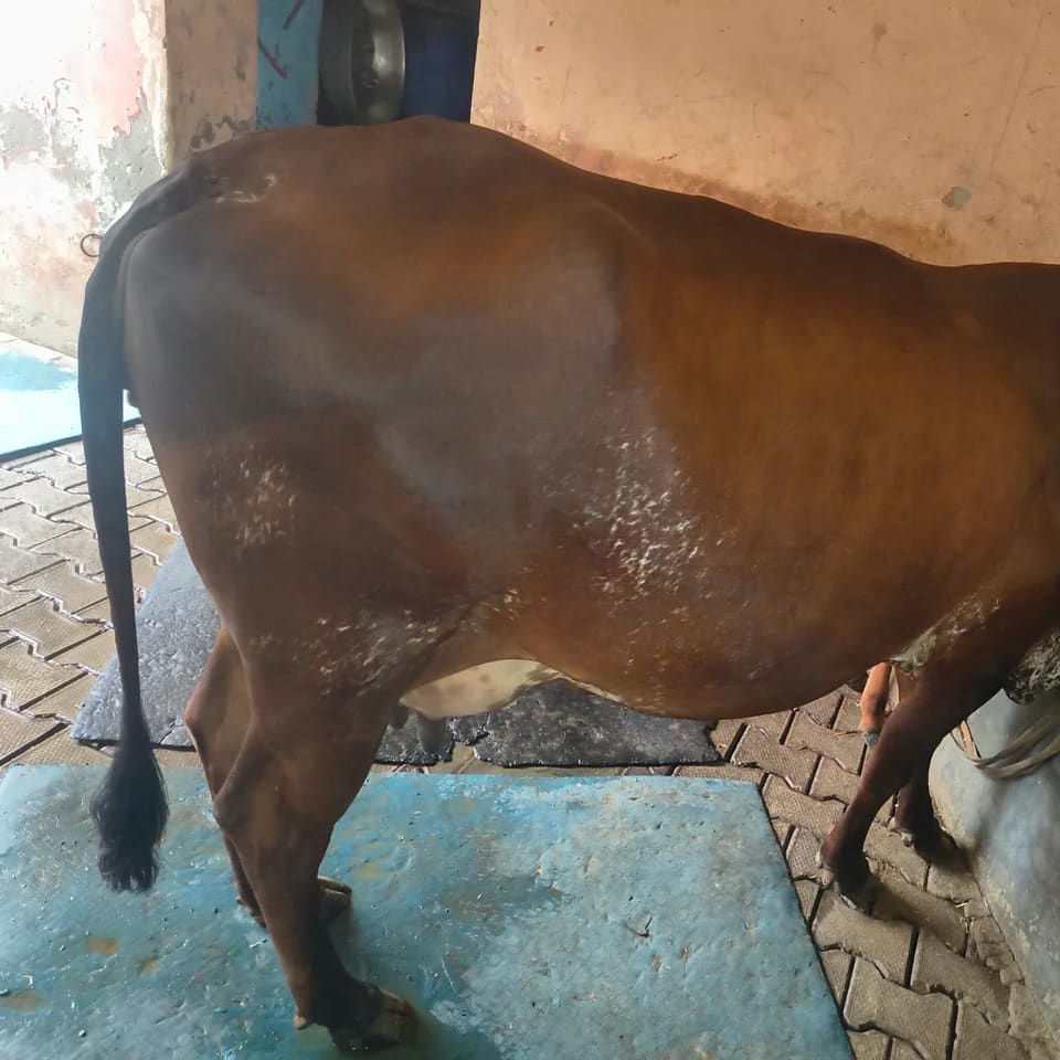 Gir Cow in  UTTAR PRADESH