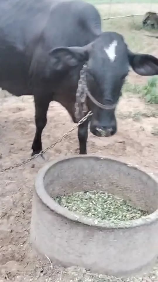 Others Cow in  RAJASTHAN
