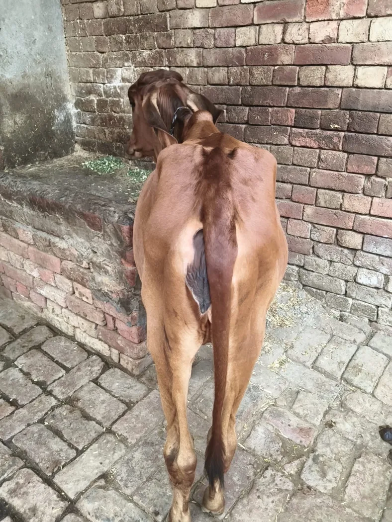 Sahiwal Cow in  PUNJAB