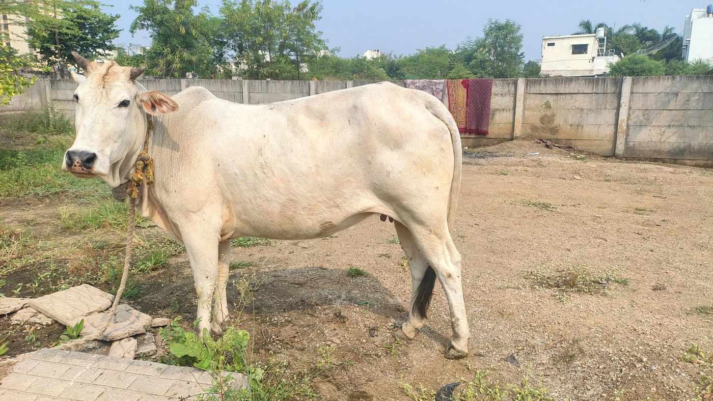 Desi Cow O0220, Lactation: 1, MilkPerDay: 5Litres, Pregnant: 7 Months, District:  BHOPAL, State:  MADHYA PRADESH