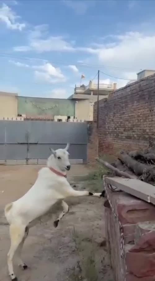 Barbari Goat in  PUNJAB