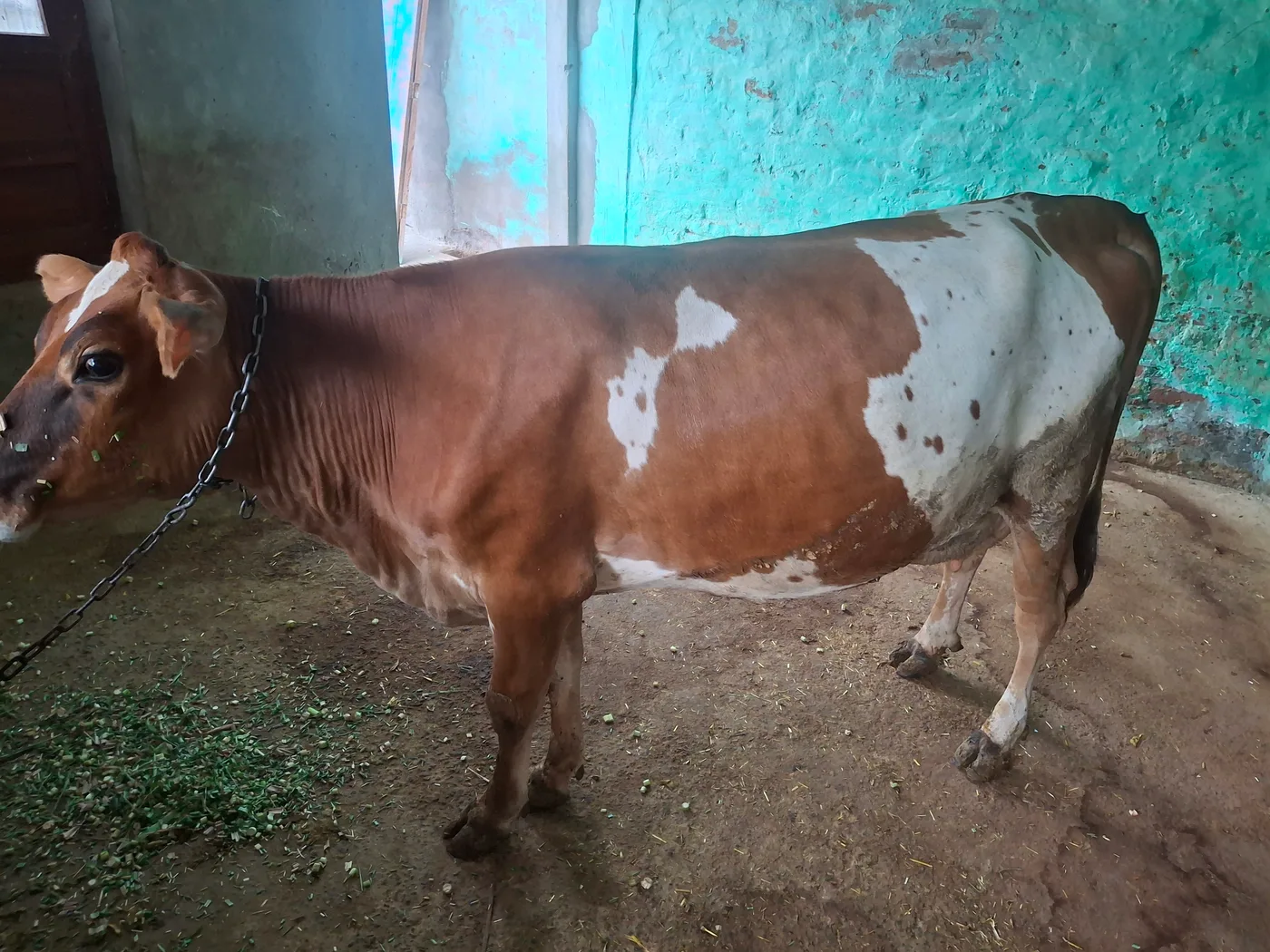Jersey Cow in  RAJASTHAN