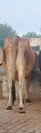 Sahiwal Cow in  UTTARAKHAND