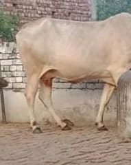 Hariyana Cow in  UTTARAKHAND