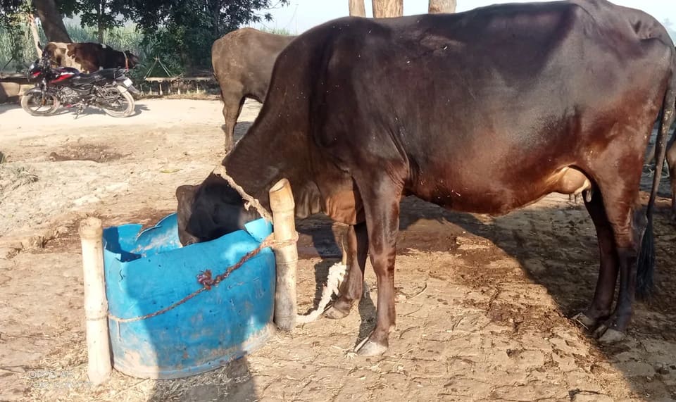 Kankrej Cow K0218 in  UTTAR PRADESH