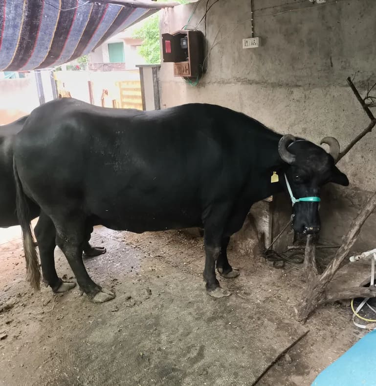 Murrah Buffalo M4597 in  RAJASTHAN
