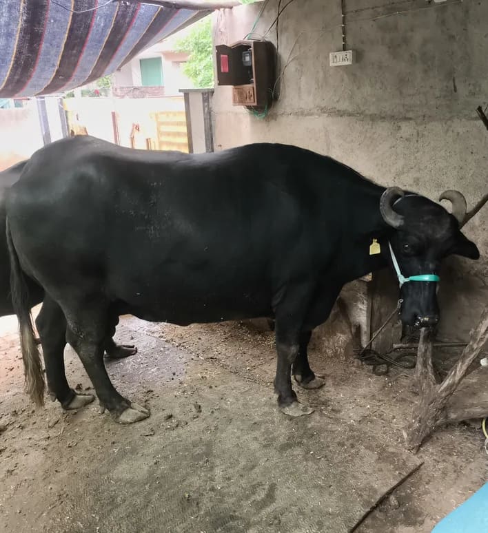 Murrah Buffalo in  RAJASTHAN