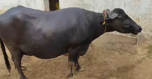 Deshi murra murra O0457 in  RAJASTHAN