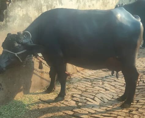 Murrah Buffalo M5430 in  UTTAR PRADESH