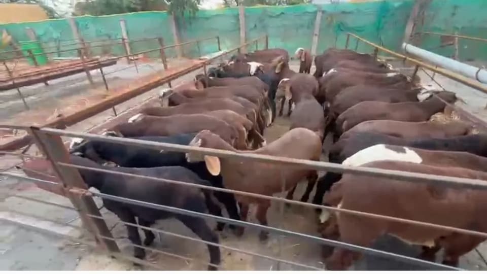 Sindhanoor Sheep S0231 in  ANDHRA PRADESH