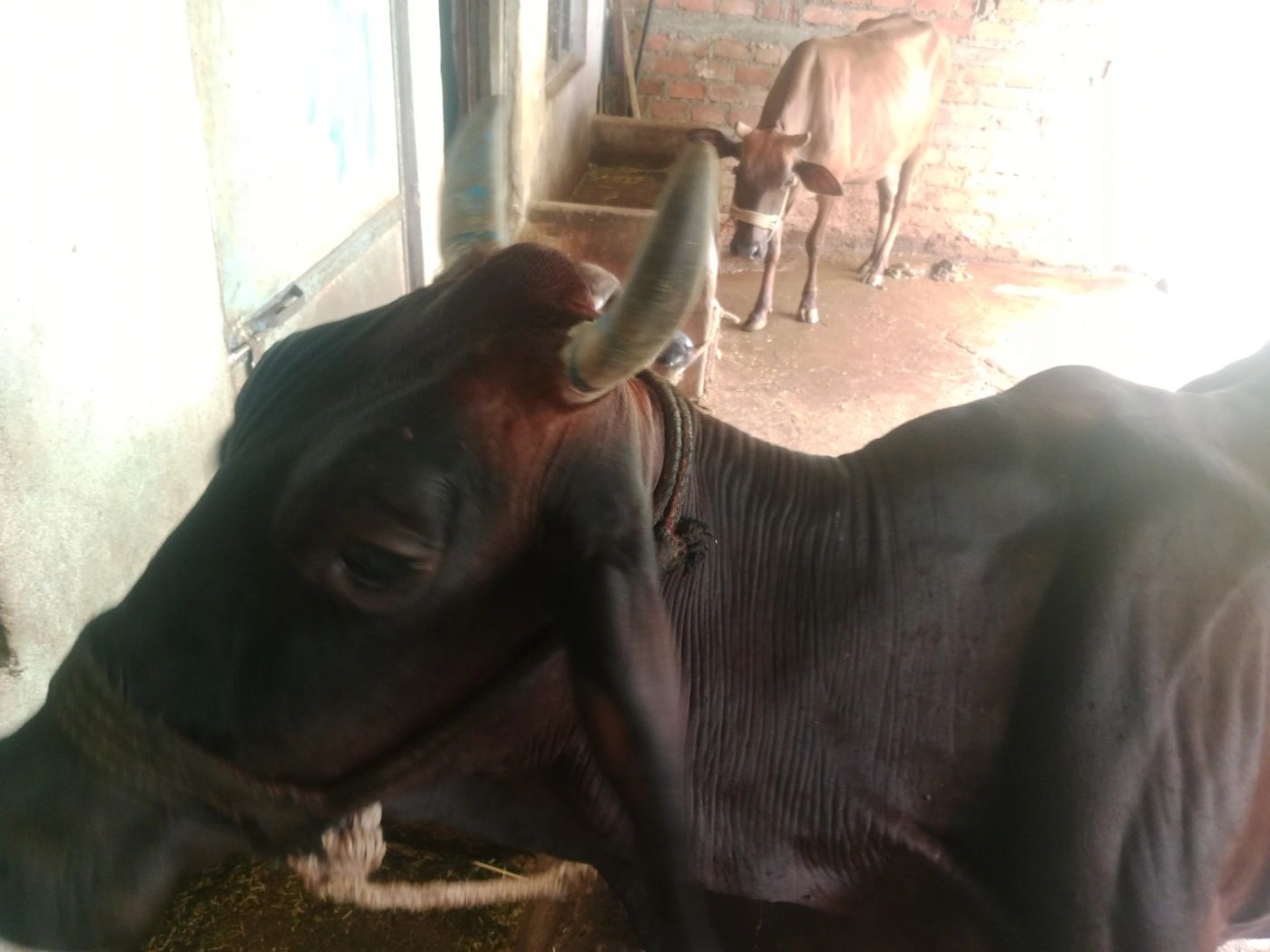 Sahiwal Cow S1805 in  MADHYA PRADESH