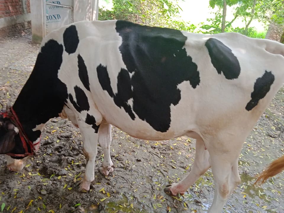 HF Cow H3247 in  UTTAR PRADESH