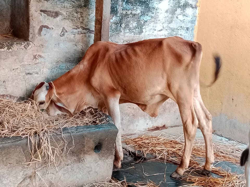 Gir Cow G2050 in  ANDHRA PRADESH