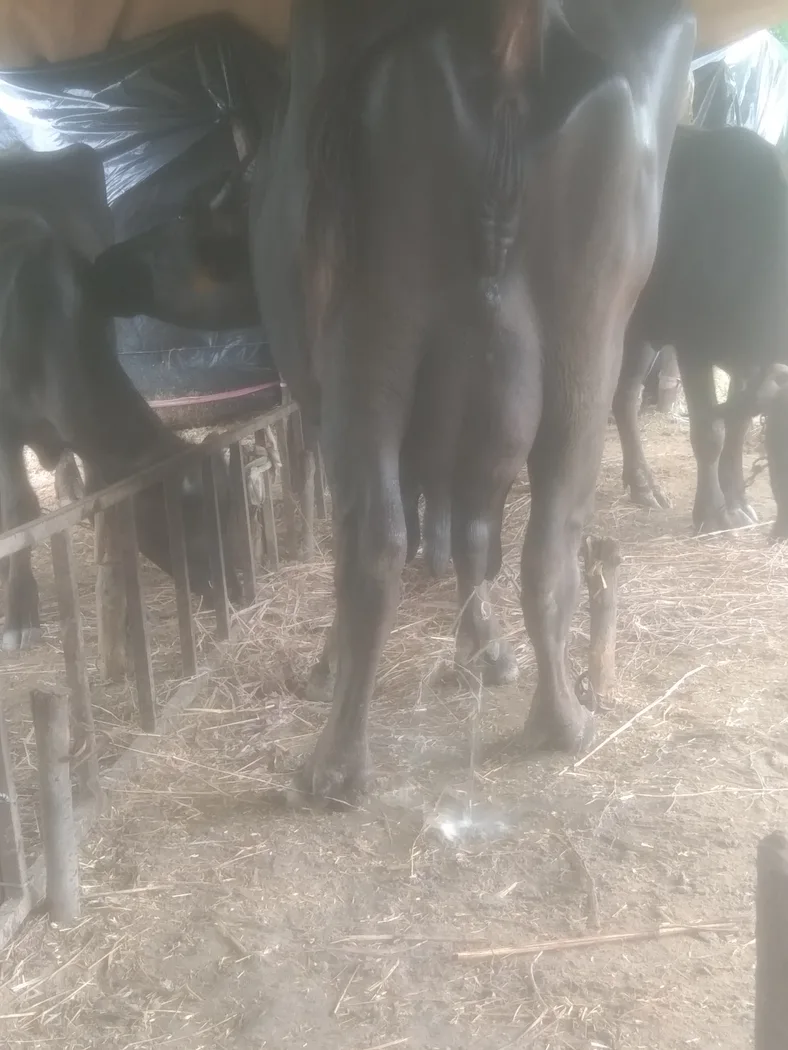 Murrah Buffalo in  GUJARAT