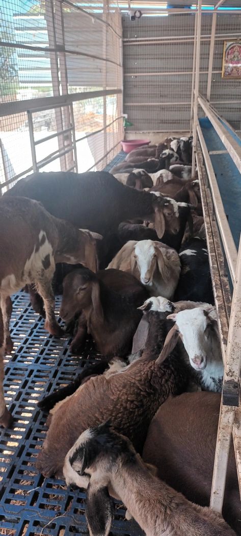 Deccani Sheep D0184, District:  Sri Sathya Sai, State:  ANDHRA PRADESH