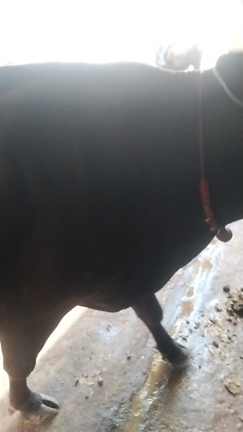 Kapila Cow in  MADHYA PRADESH